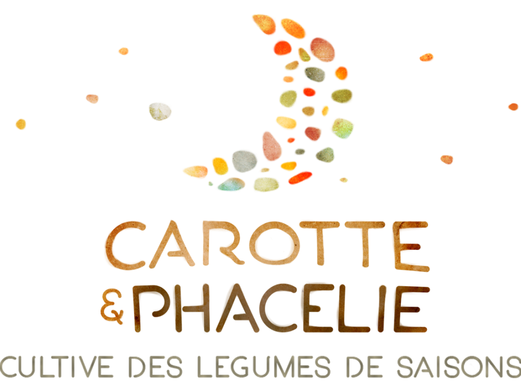 CAROTTE ET PHACELIE