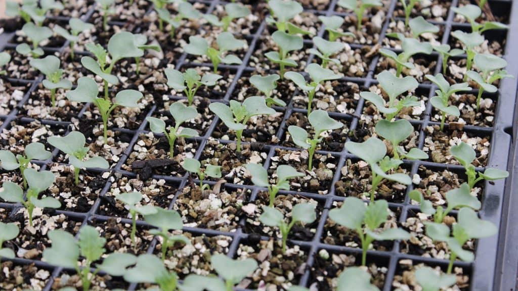 Fiche technique – Le tournesol bio