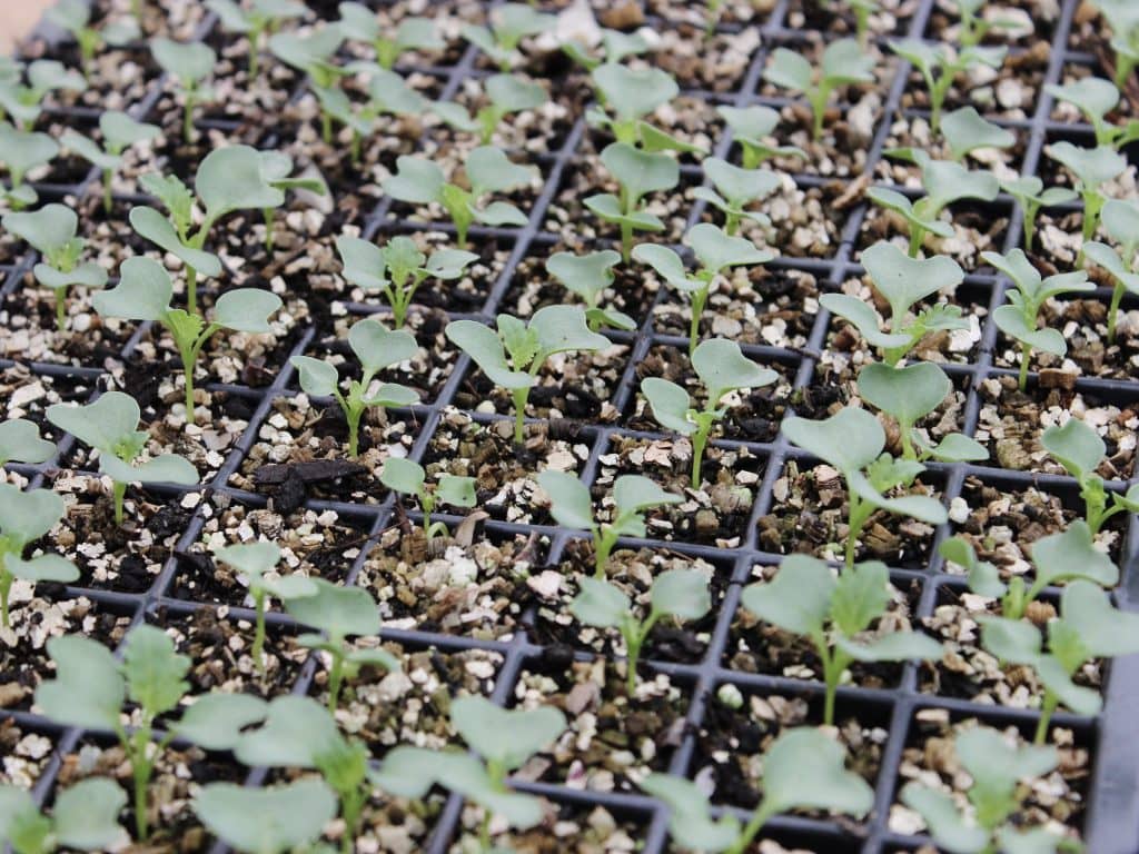 Prévoir ses futurs semis et plantations