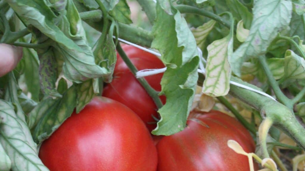 CUISINE DES PLANTES SAUVAGES : Balade & cuisine sauvage