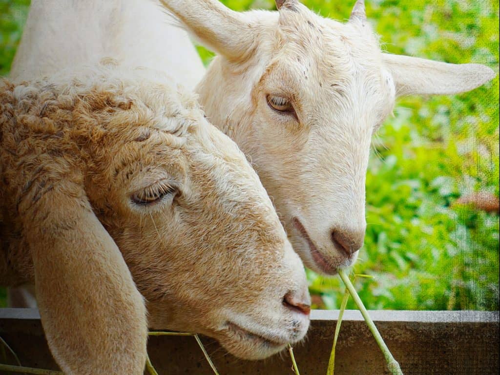 Filet ou pack électrique pour chèvre ou mouton