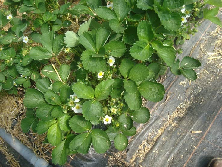 Fournisseurs de plants de fraisier biologique