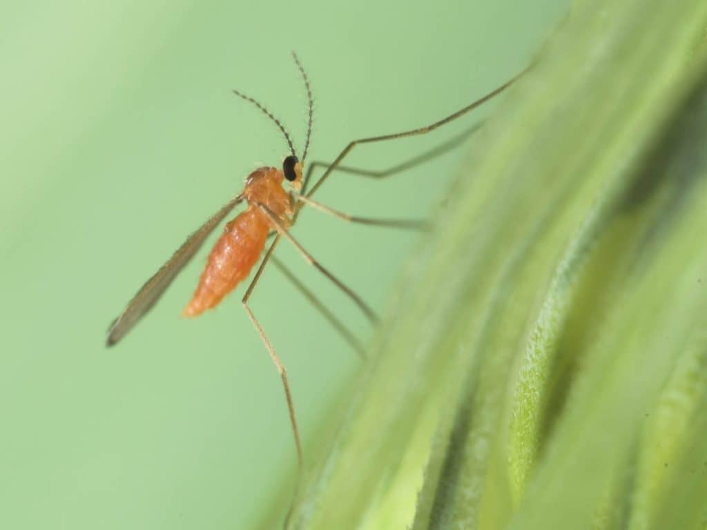 La cécidomyie orange dans les froments