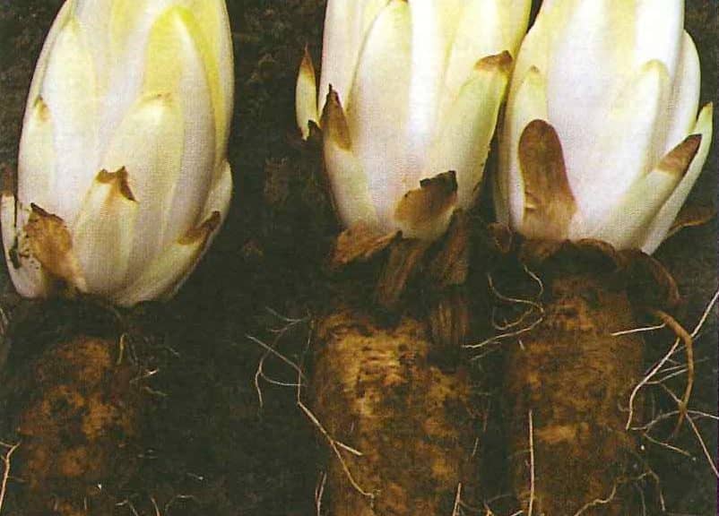 Fiche technique – Le tournesol bio