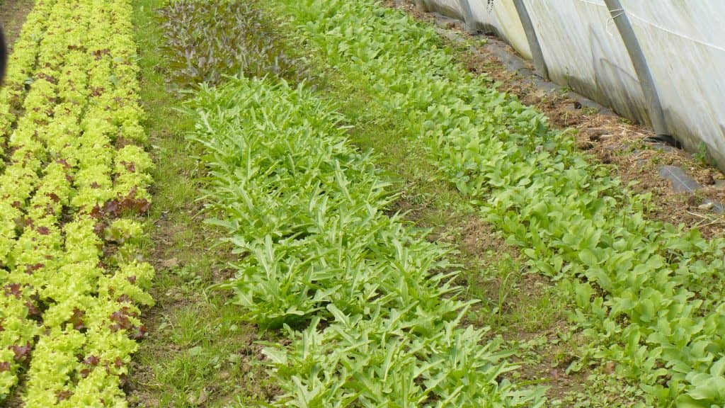 HOLZER PERMACULTURE  Water management for agroecological purposes
