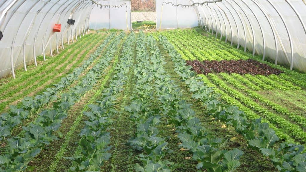 Stage  sur le thème de l’alimentation humaine et de l’éthique animale