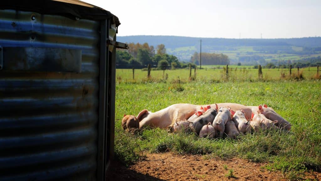 Cet ouvrage s’est donné pour objectif de mettre en avant l’ensemble des points d'attention techniques et des bonnes pratiques à respecter au sein de la filière porcine bio