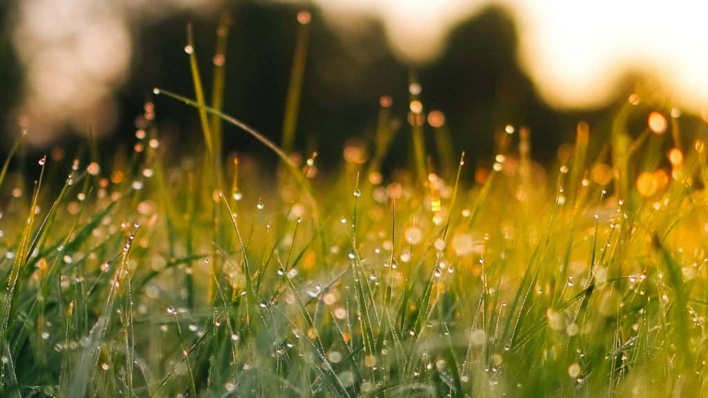 Formation de Maraîcher Biologique sur petite surface