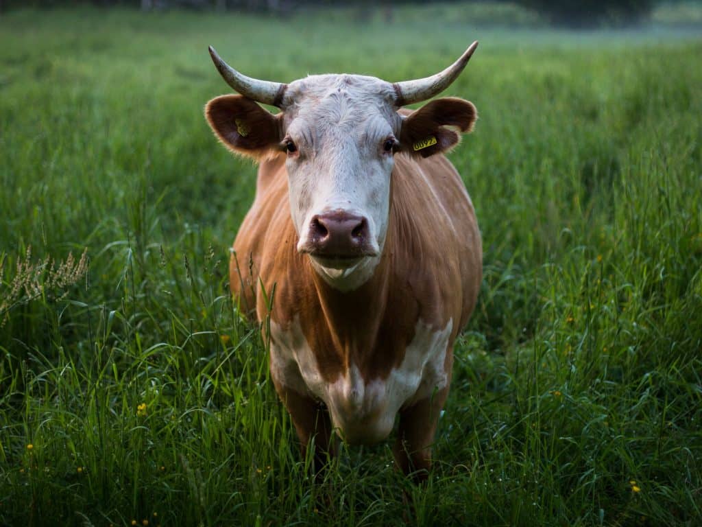 Bovins : Une nouvelle méthode de prélèvement pour la traçabilité des animaux
