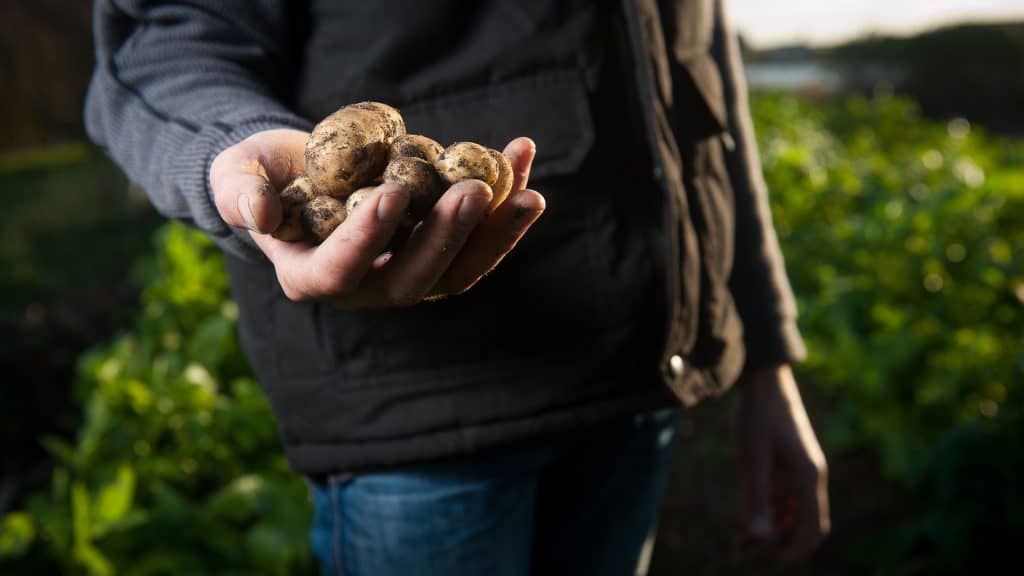 Variétés conseillées en maraîchage biologique en Région Wallonne