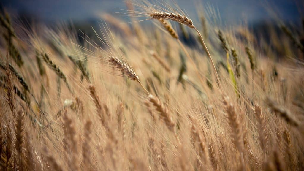 Conversion bio  spéciale maraîchage bio: faites le plein d’informations