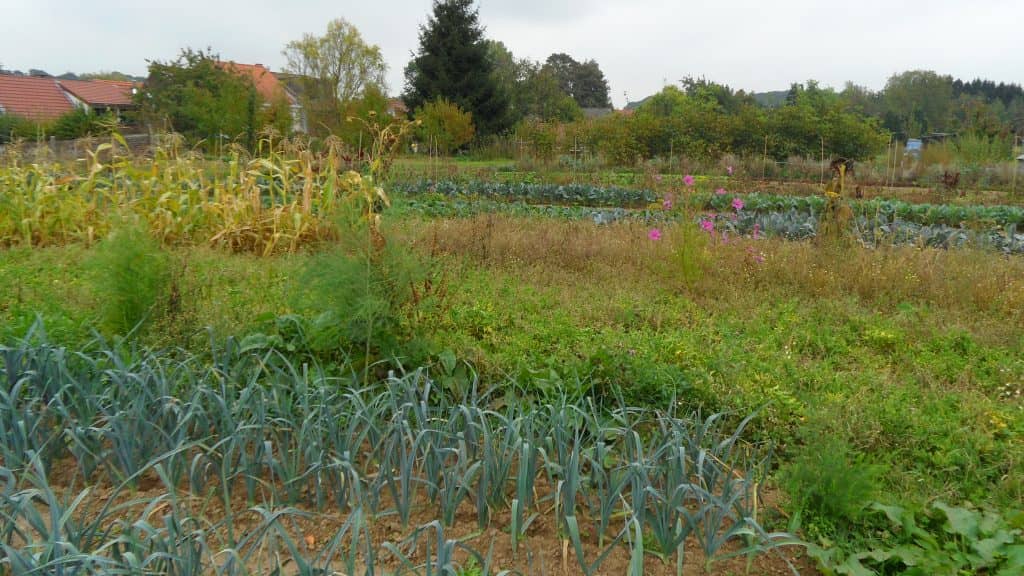 Inauguration du partenariat durable et équitable entre le GP Porcs bio et les magasins Färm