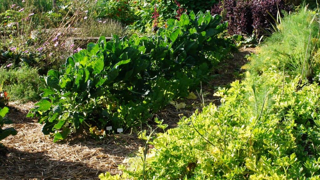 Les OGM dans l’alimentation humaine, parlons-en !