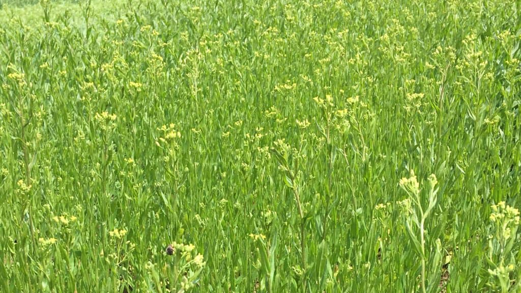 La culture de houblon