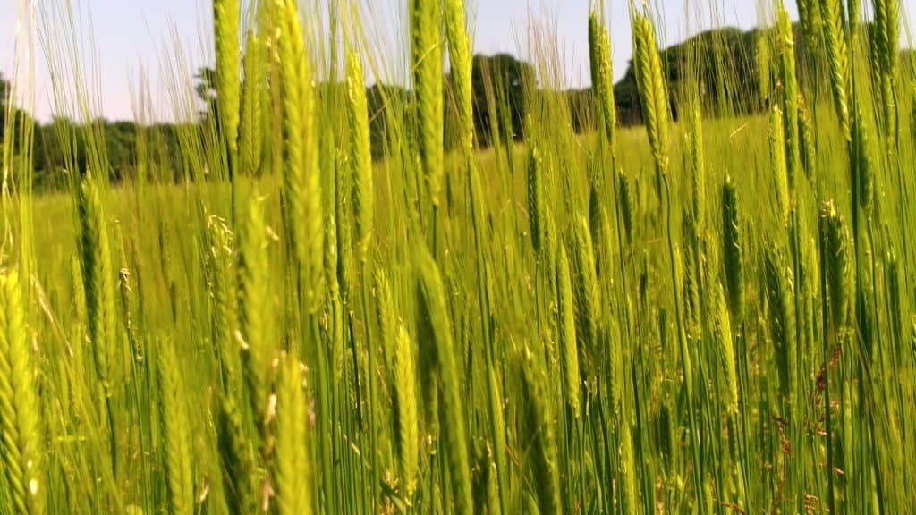 La culture de houblon