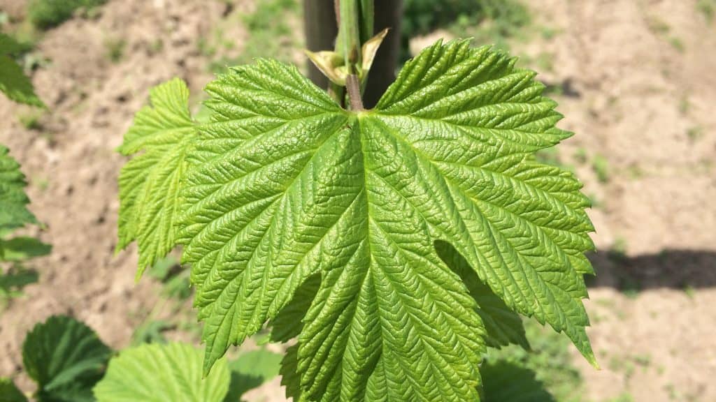 Culture de houblon bio wallonie