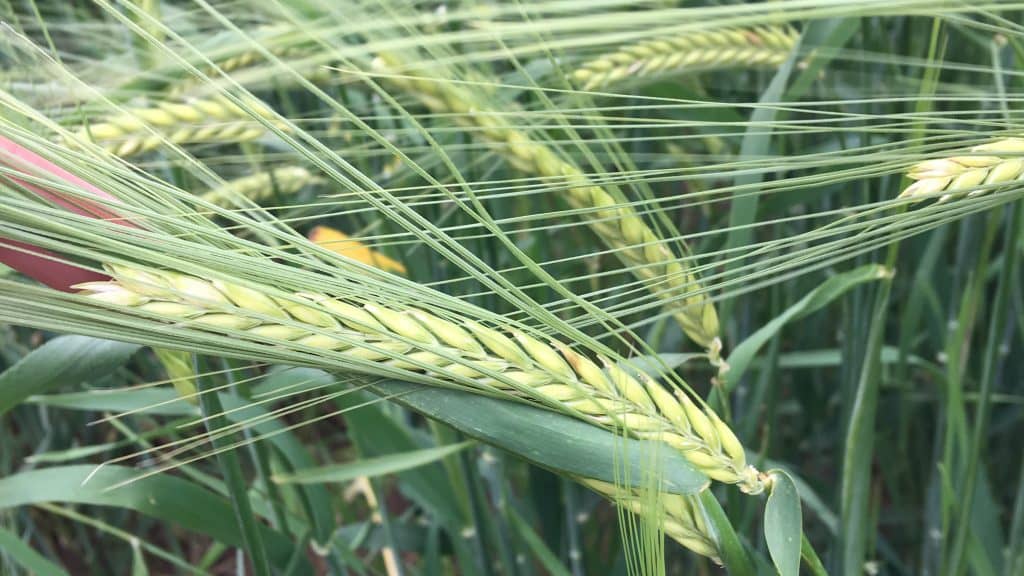 La culture de houblon