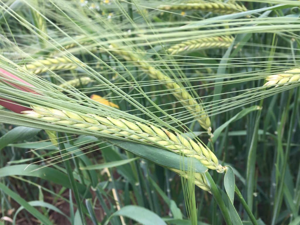 La culture de l’orge brassicole