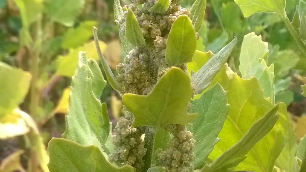 Quinoa bio