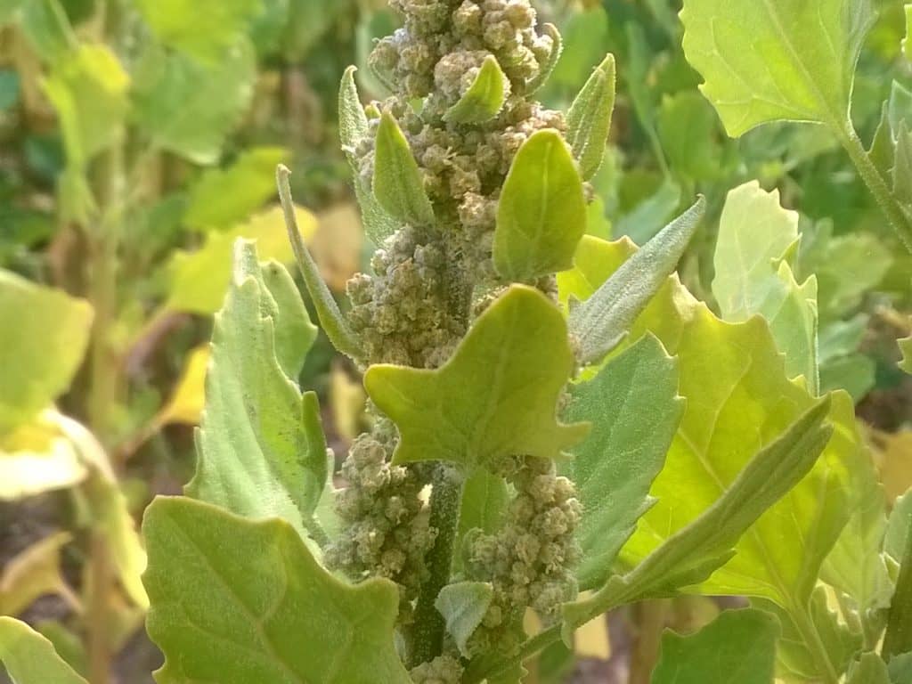 Quinoa bio