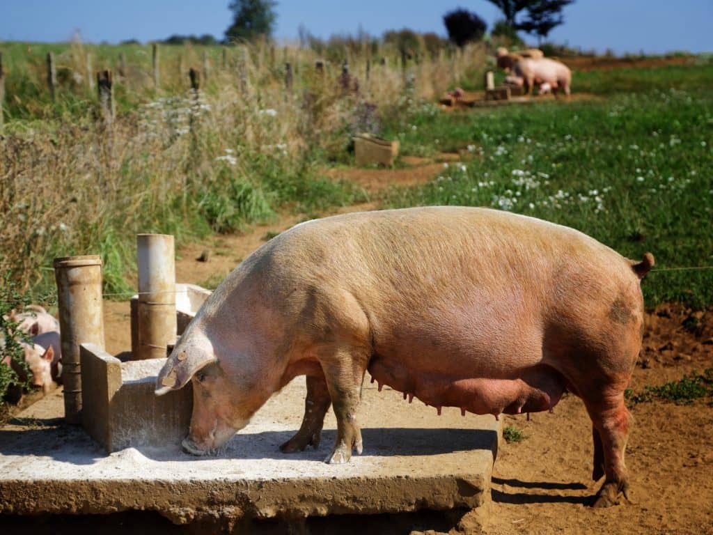 Visite d’un élevage porcin bio au Pays-Bas
