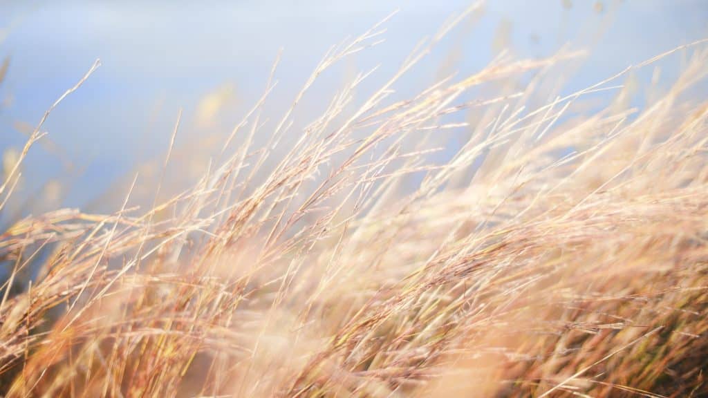 Développement d’une filière céréalière bio au Moulin de Ferrières – 6 déc