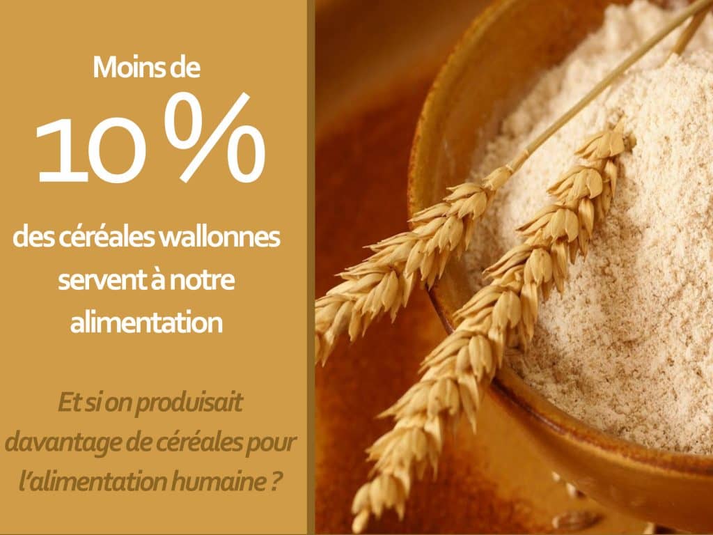 Et si on produisait davantage de céréales pour l’alimentation humaine ? (Natpro)