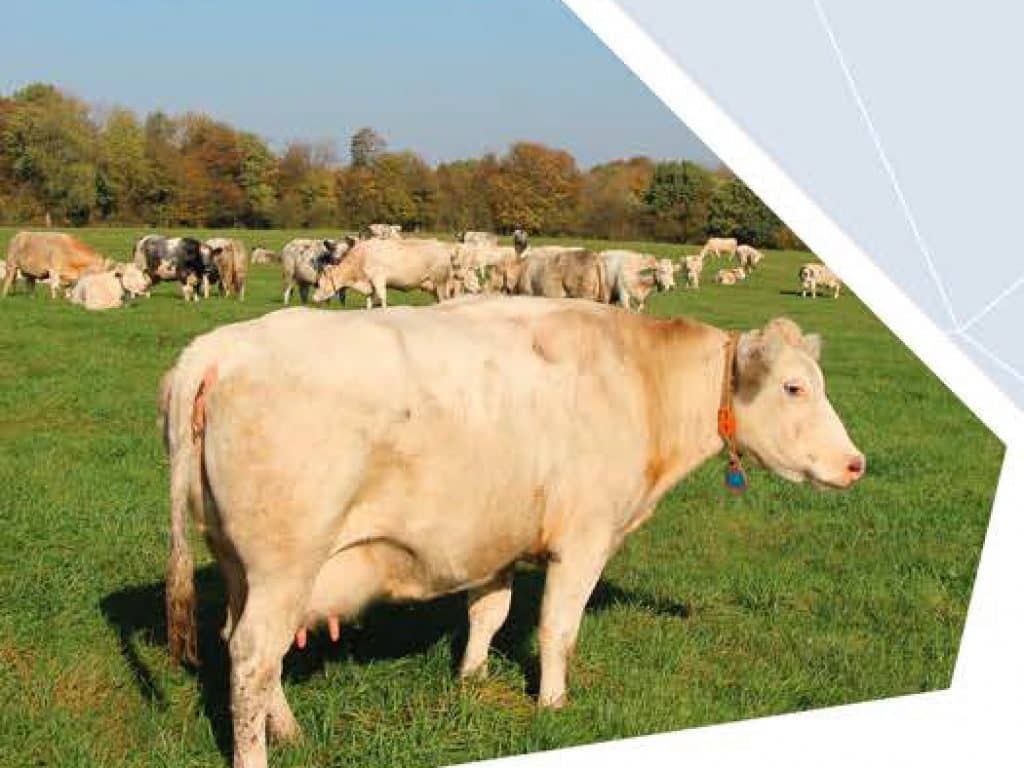 Adapter les races bovines mixtes aux systèmes biologiques et à bas intrants (2018)