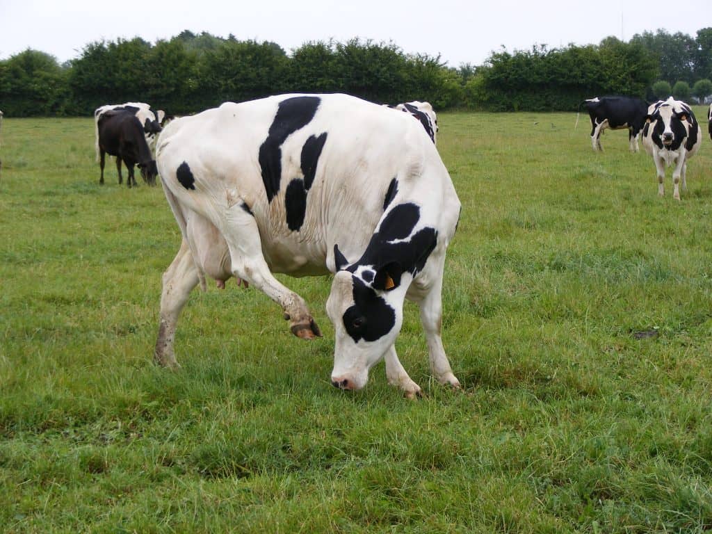 L’abattage à la ferme : votre avis compte!