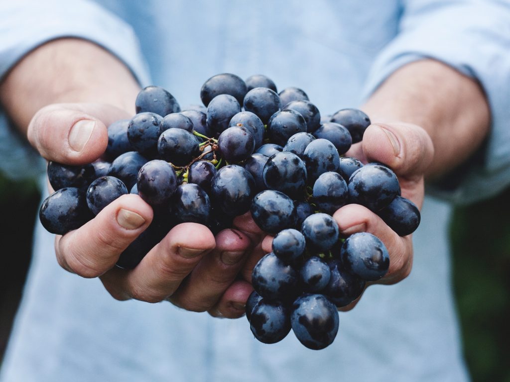 Vendanges du millésime 2018