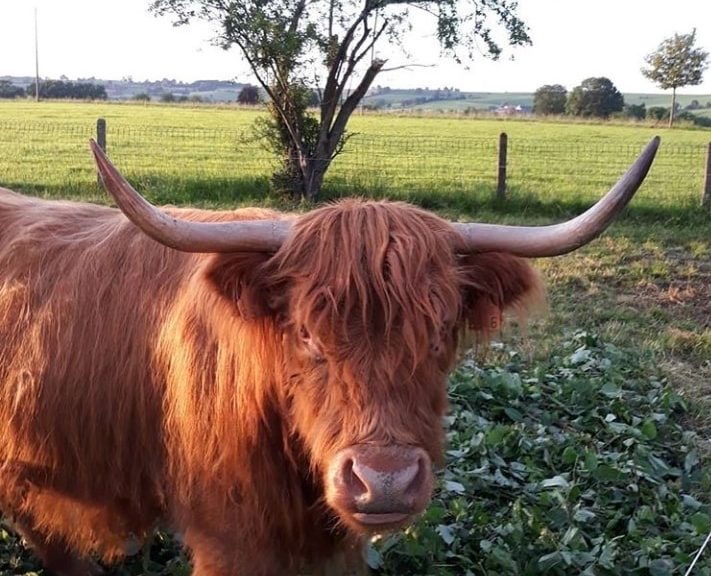 La filière bovine bio
