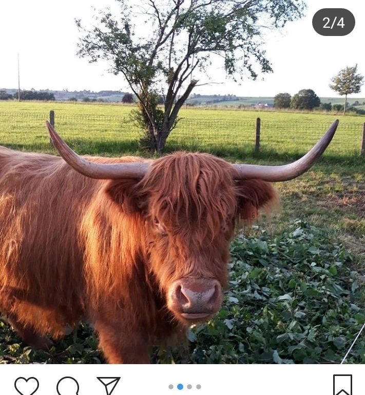 La filière bovine bio