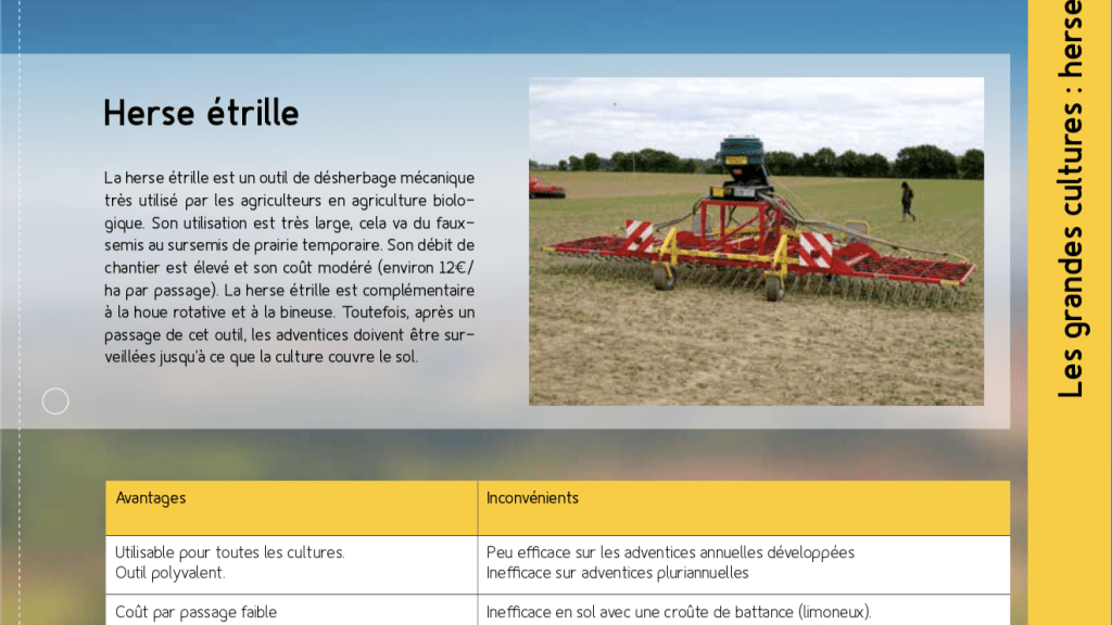 Fiche technique – Le tournesol bio