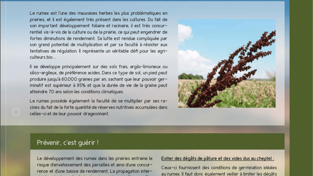 Fiche technique – Le tournesol bio