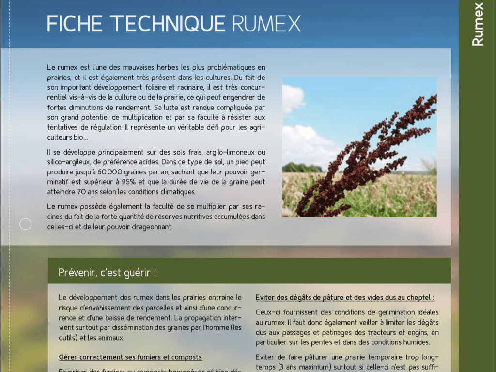 Fiche technique : le rumex