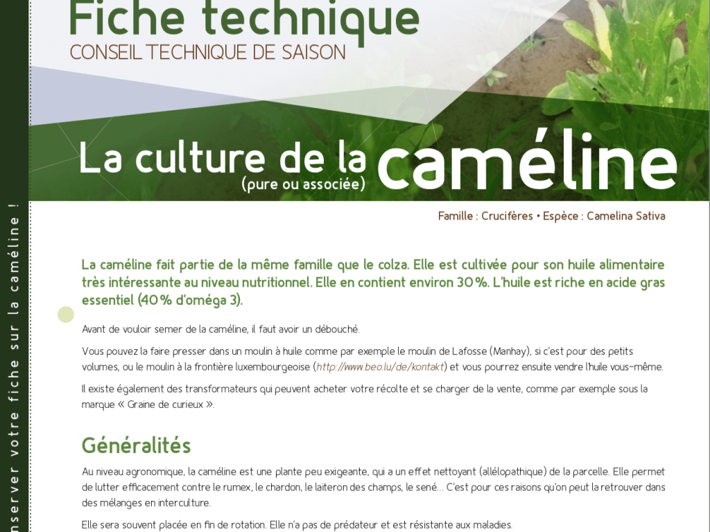 Fiche technique : la caméline
