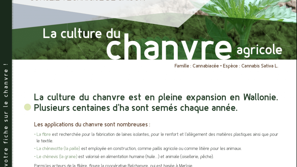 Fiche technique – Le tournesol bio