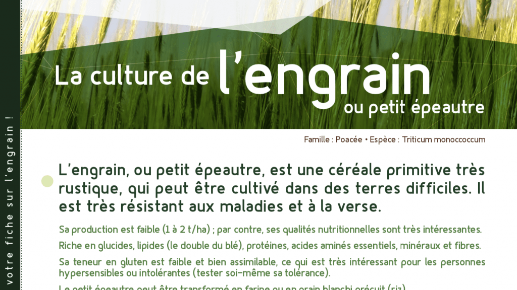 Fiche technique – Le tournesol bio