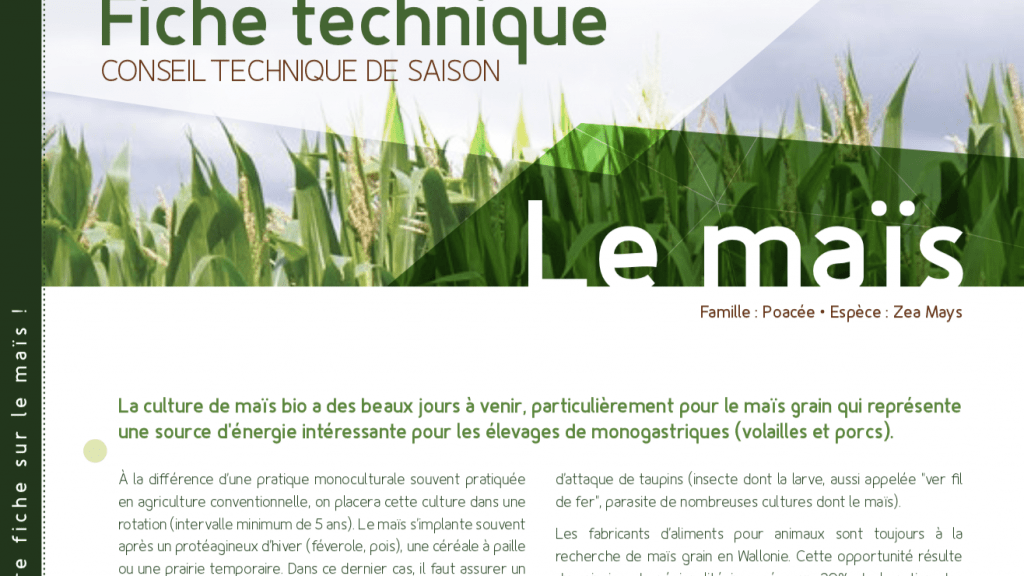 Fiche technique – Le tournesol bio