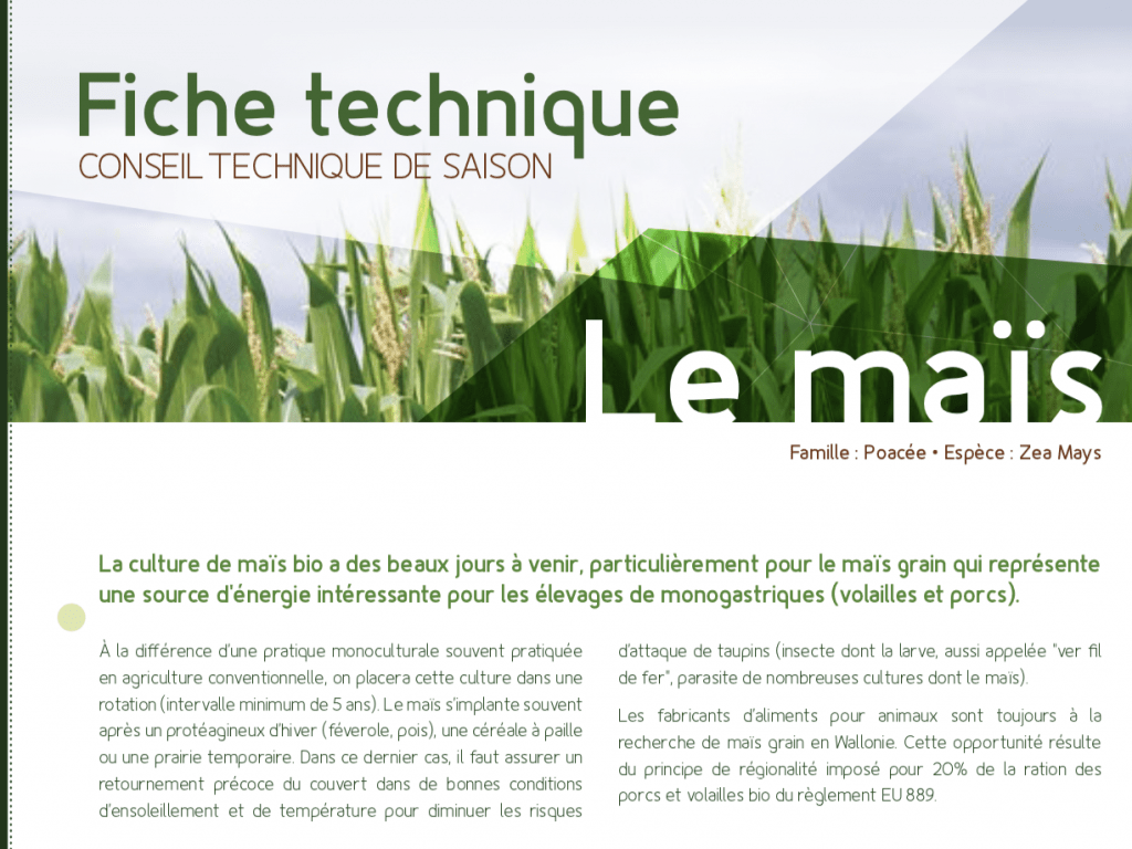 Fiche technique : le maïs