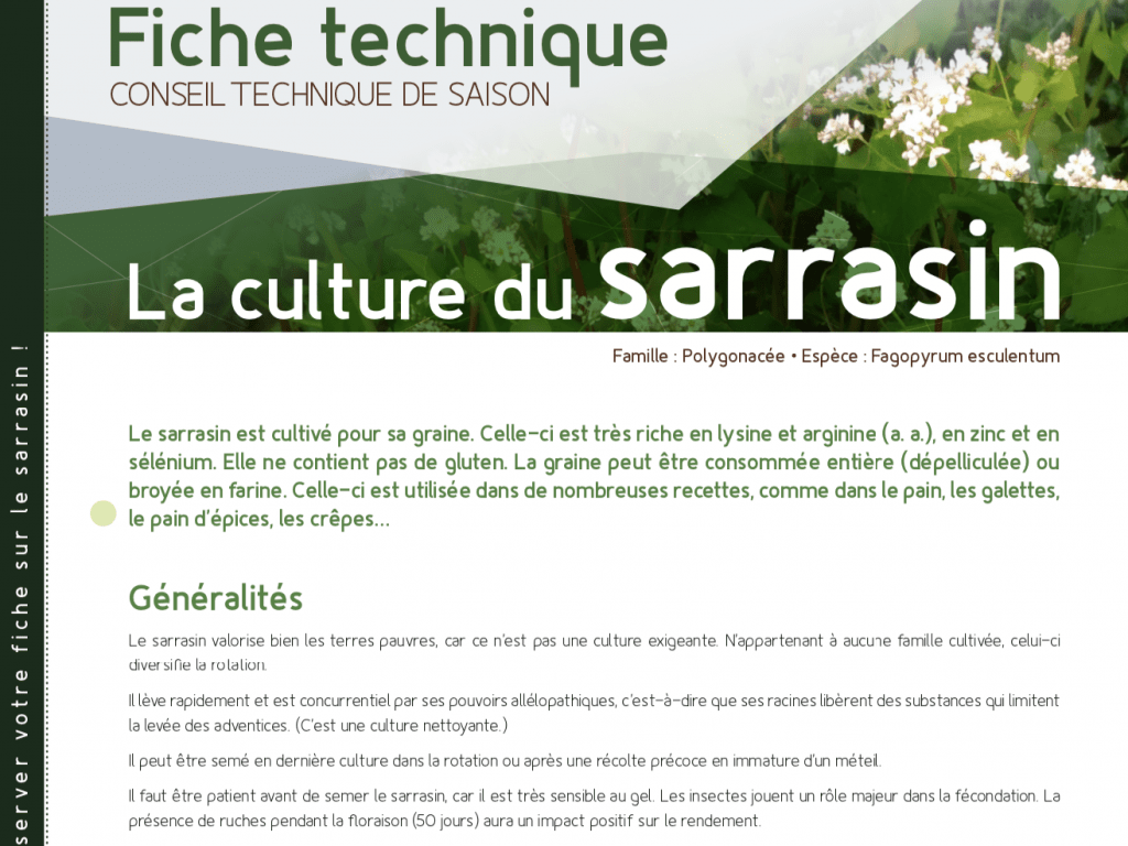 Fiche technique : le sarrasin