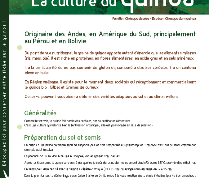 Fiche technique – Le tournesol bio