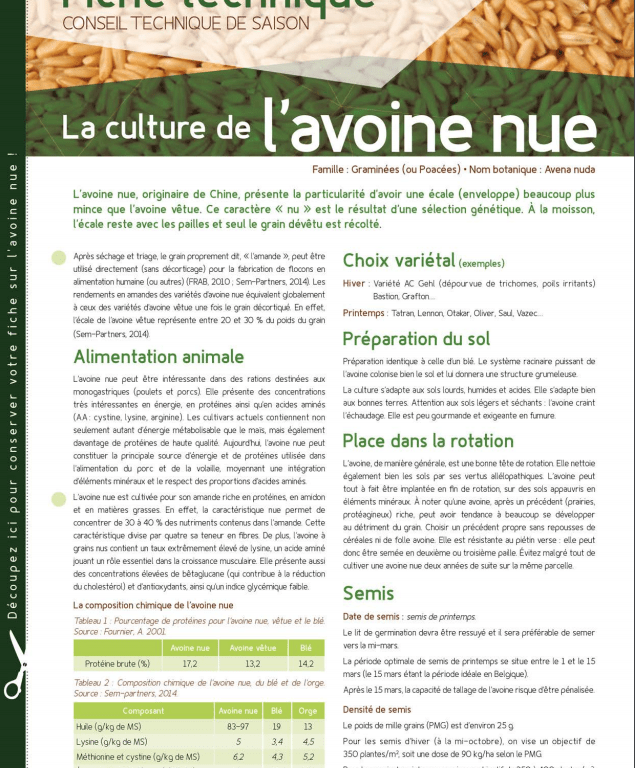 Fiche technique : l’avoine nue