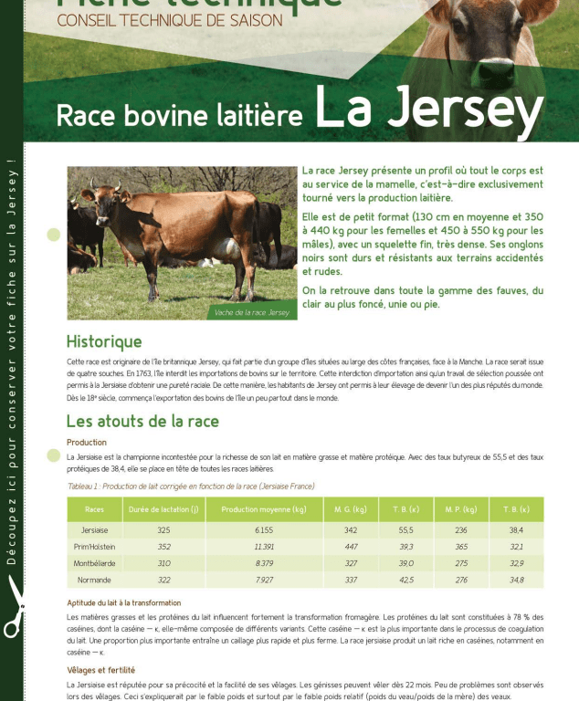 Fiche technique : la Jersey