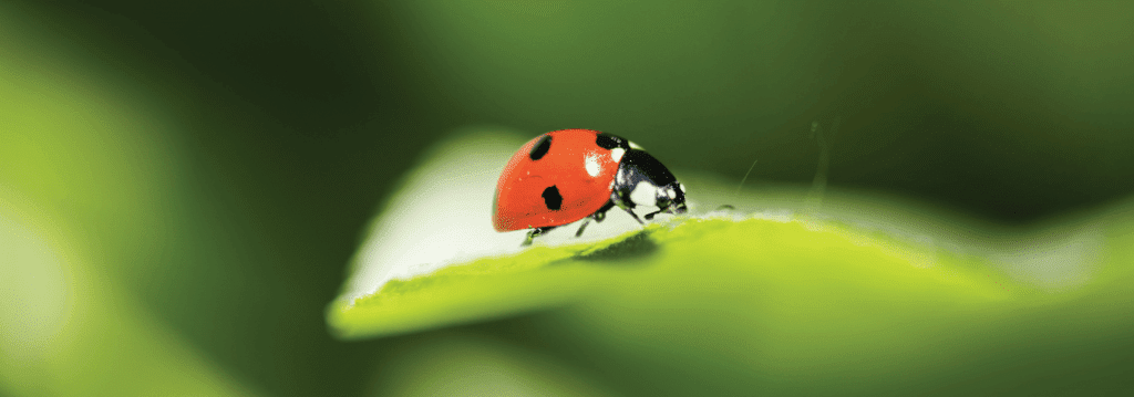 Rencontre avec le modèle coopératif