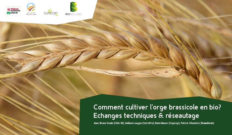 Fiche technique – Le tournesol bio