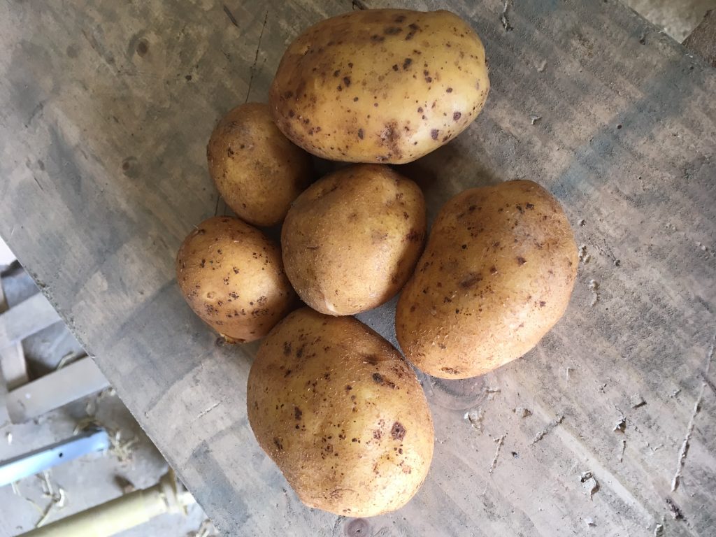 Pommes de terre bio dans la restauration collective