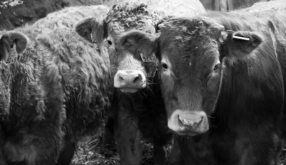 Spécialisation en agriculture bio — Haute Ecole de la Province de Namur