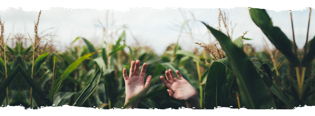 Spécialisation en agriculture bio — Haute Ecole de la Province de Namur