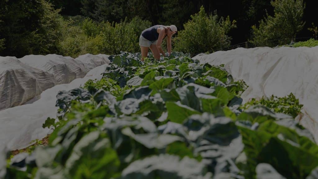 Quel avenir pour le circuit court et la vente locale de légumes?